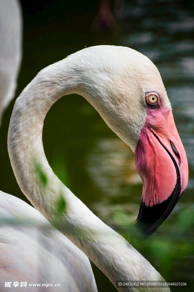 优雅火烈鸟特写