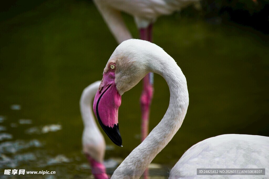 优雅火烈鸟水中特写