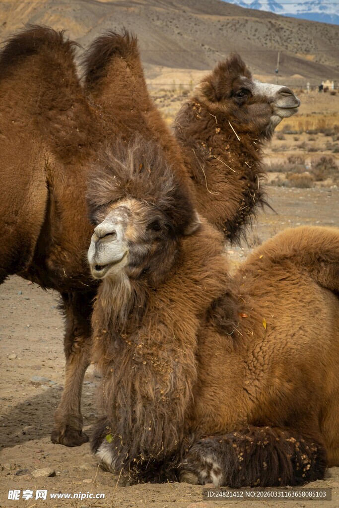 沙漠中休憩的骆驼群