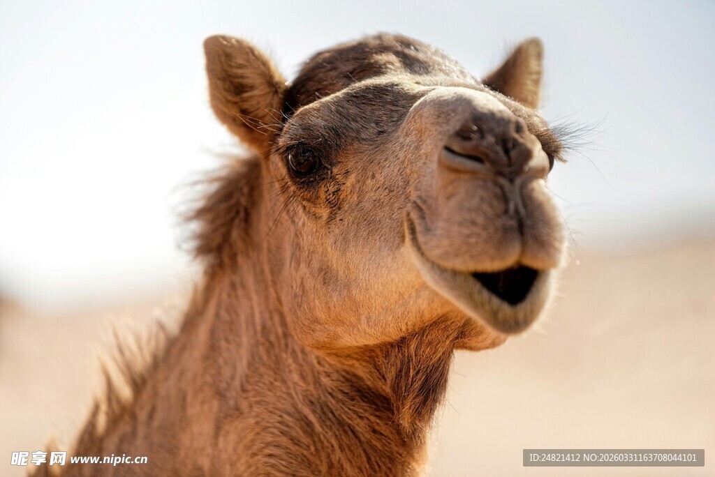 张嘴骆驼特写