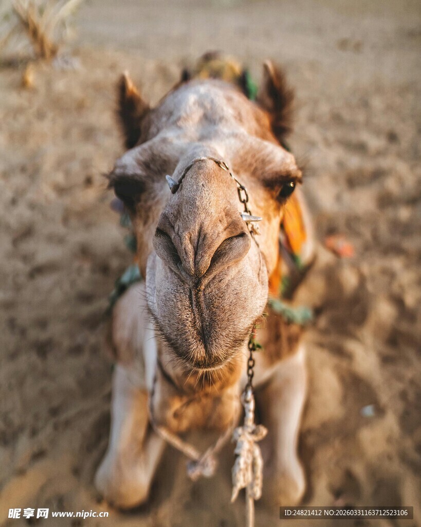 沙漠中的骆驼特写