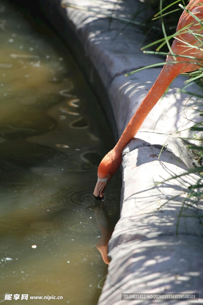 火烈鸟低头饮水瞬间
