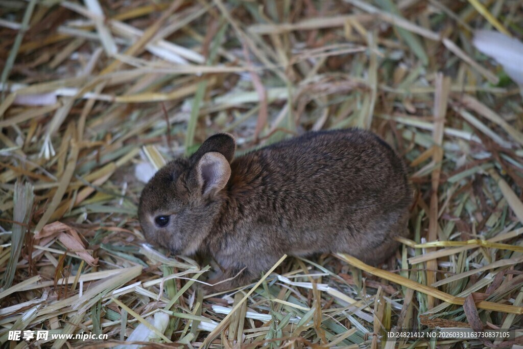 稻草上的小家鼠