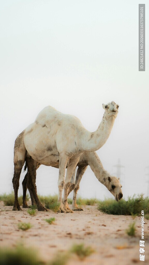 沙漠中的骆驼群