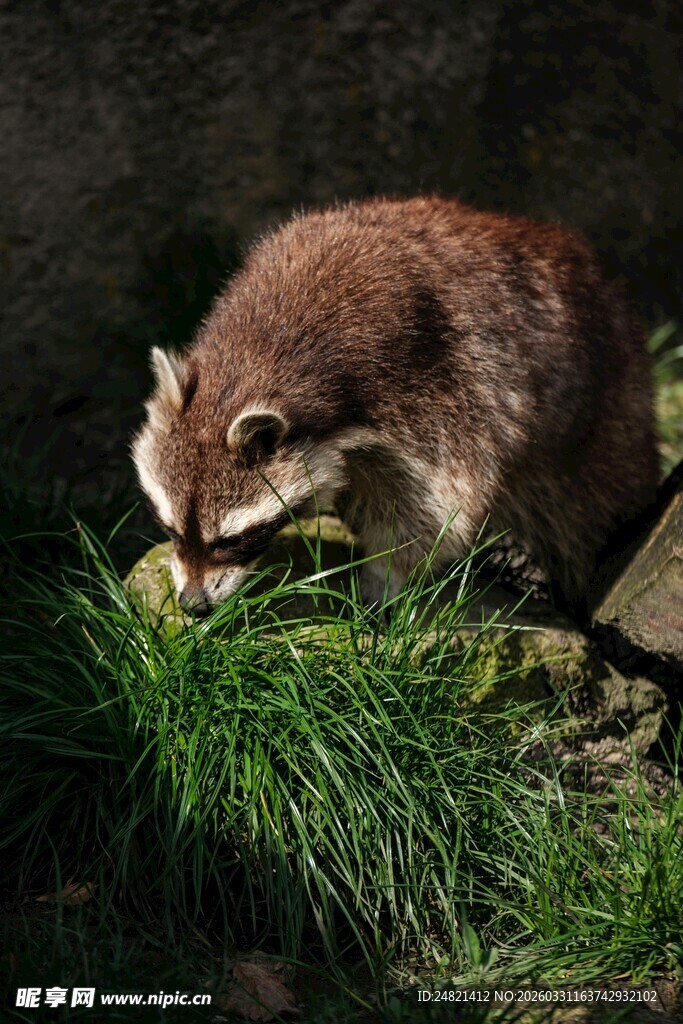 草丛中的浣熊