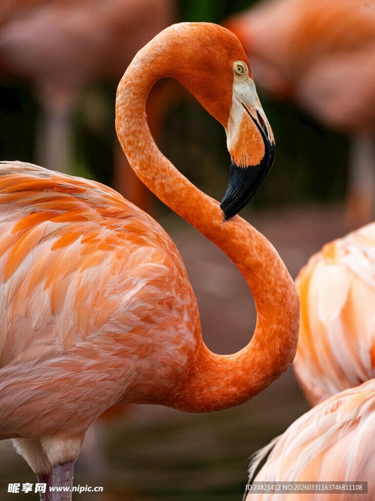 优雅火烈鸟特写