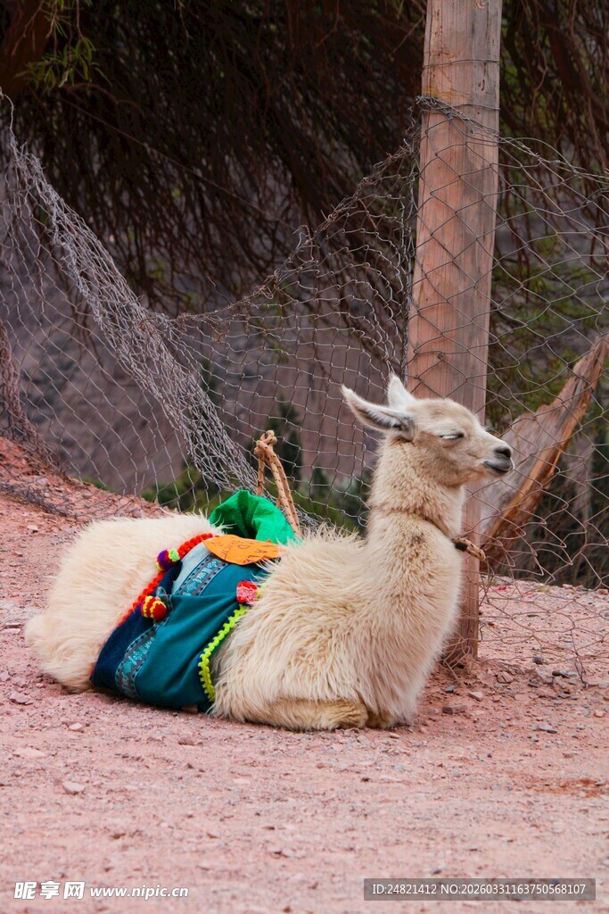 躺卧的彩色装饰羊驼