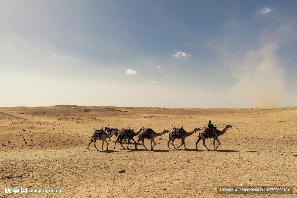 沙漠驼队行进壮丽景象