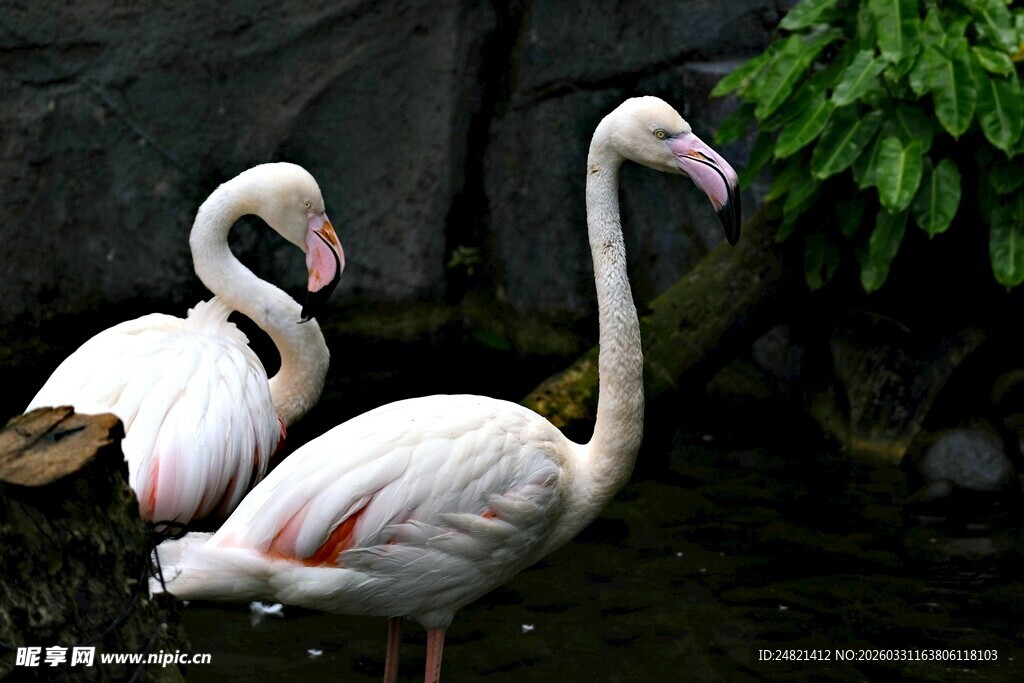优雅火烈鸟于水边休憩