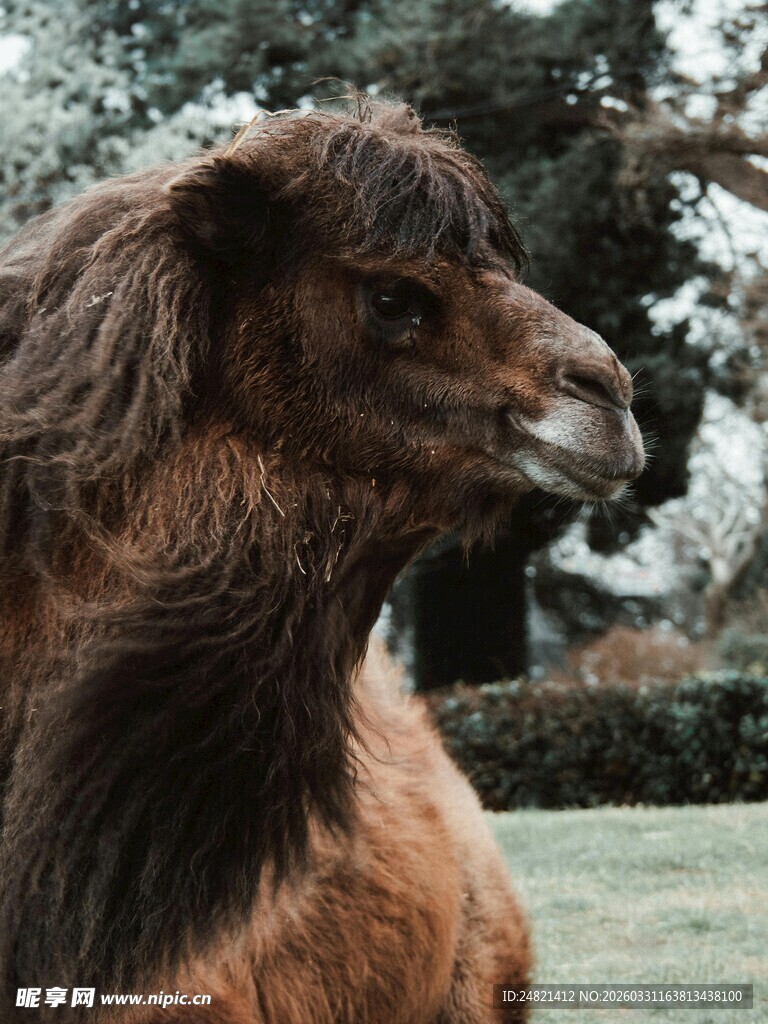 骆驼特写