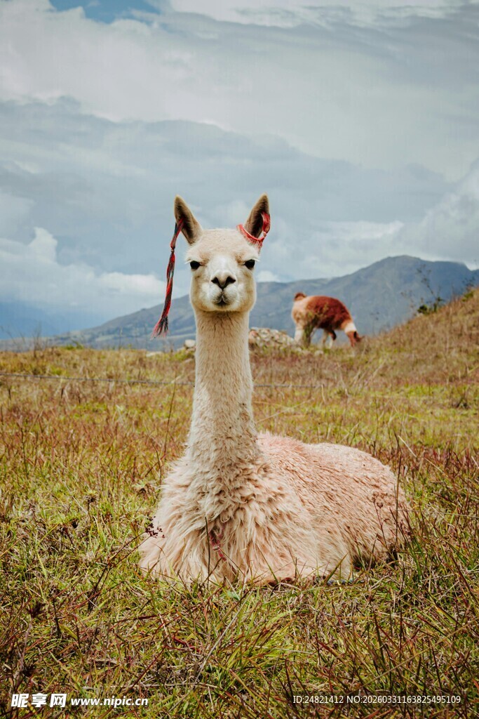 草原上休憩的可爱羊驼