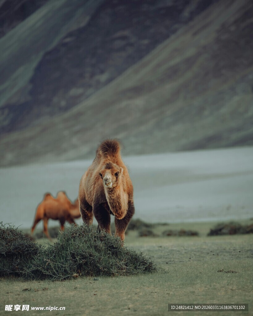 草原上的两匹骆驼