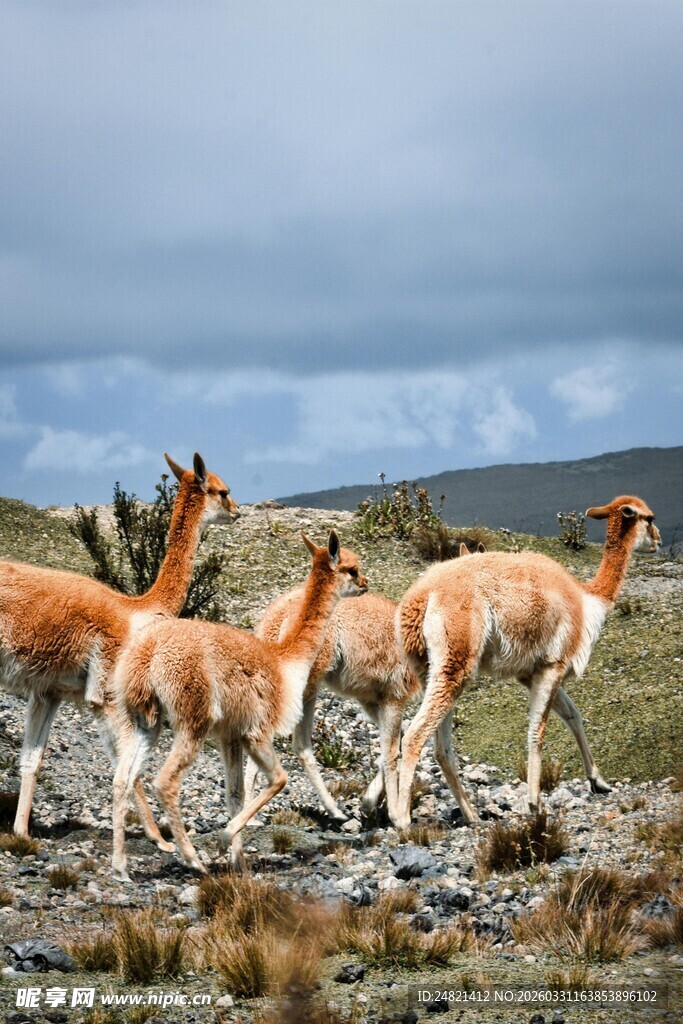 草原上的几只骆马