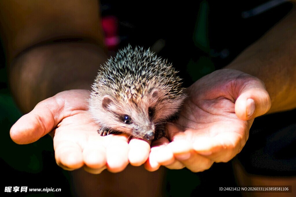 掌心的小刺猬