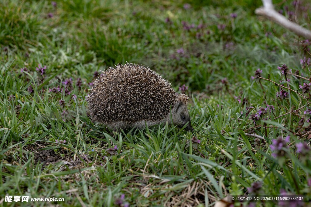 草地上的小刺猬