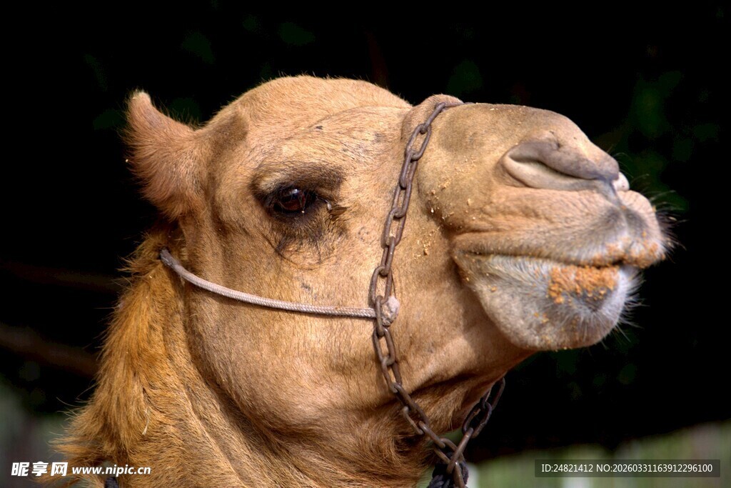 骆驼特写