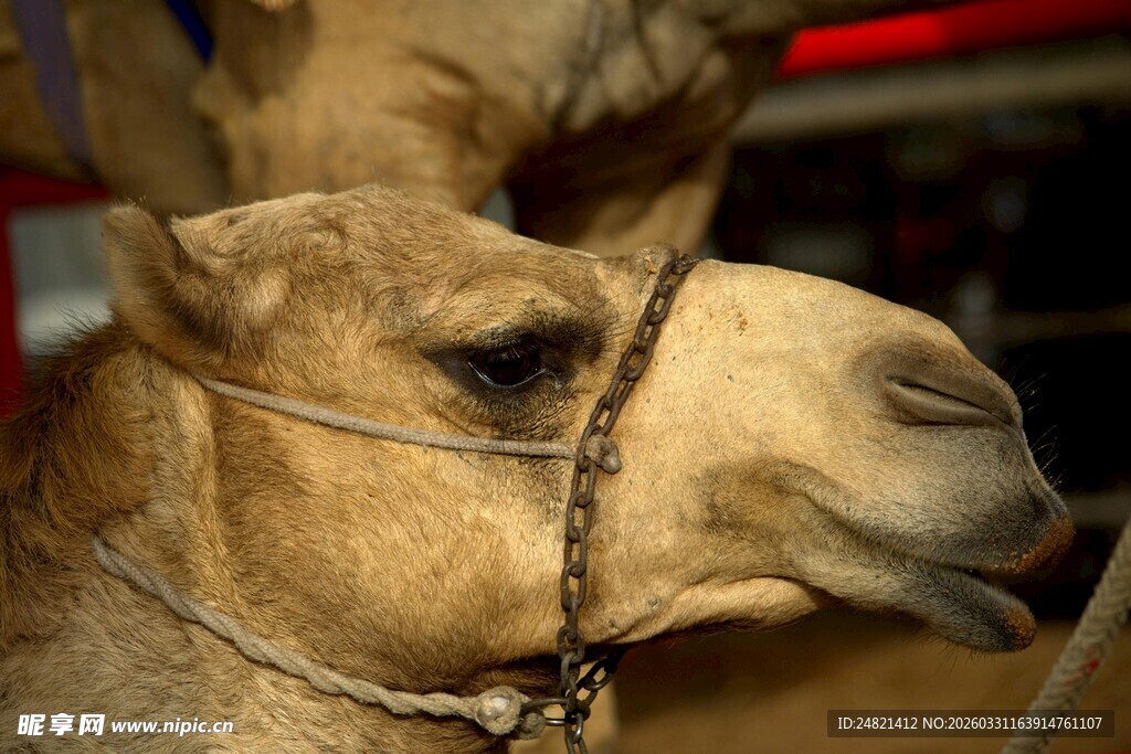 骆驼特写
