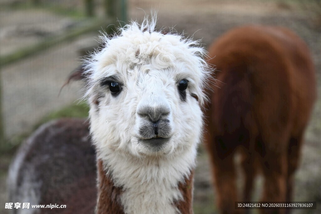 可爱羊驼特写