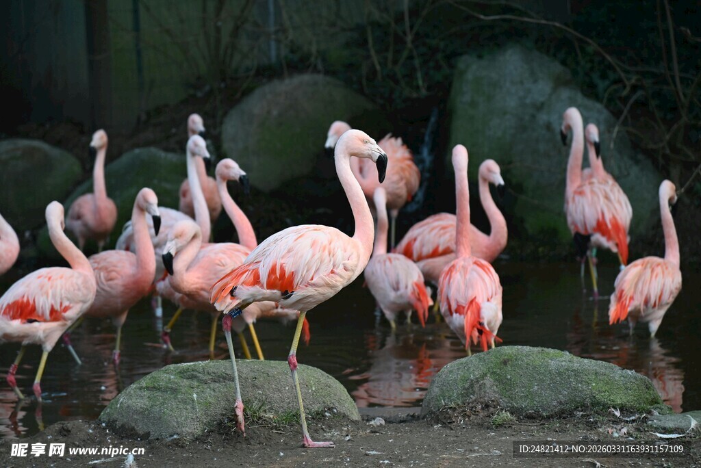 一群火烈鸟聚集在岩石边