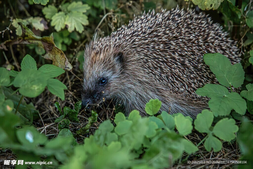 草丛中的小刺猬