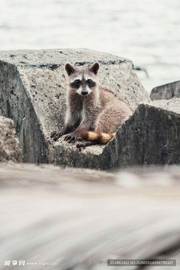 岩石上休憩的浣熊