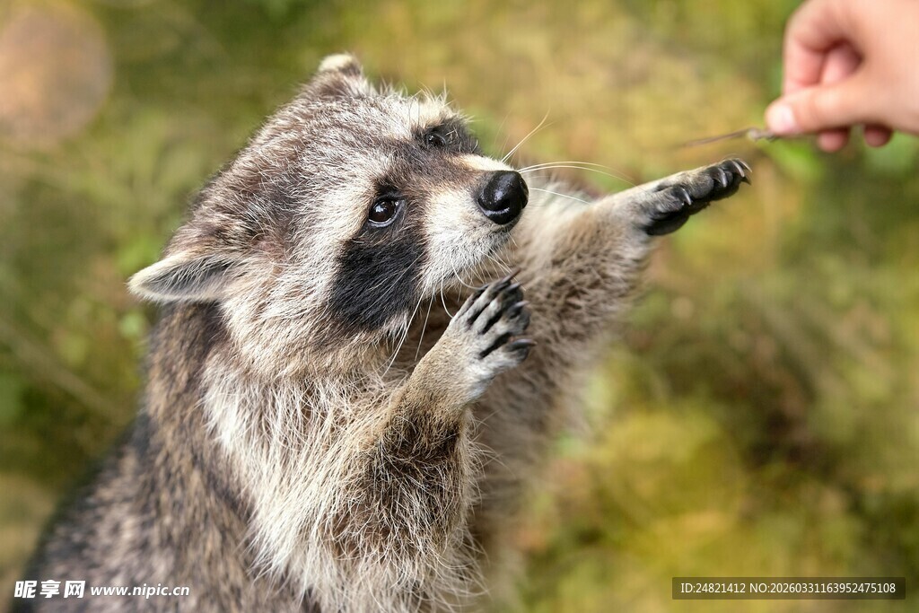 浣熊伸手与人互动