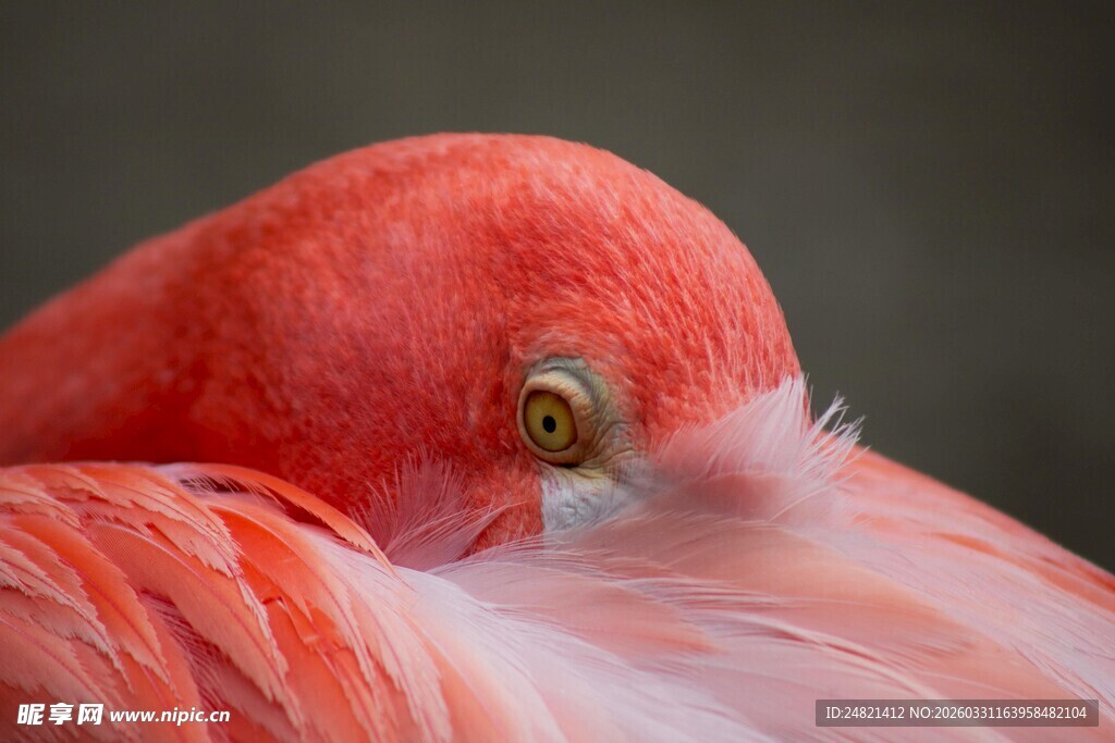 粉红火烈鸟特写
