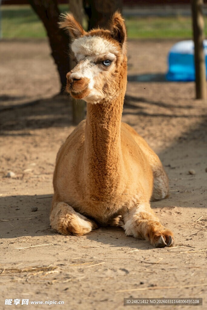 趴着的可爱羊驼