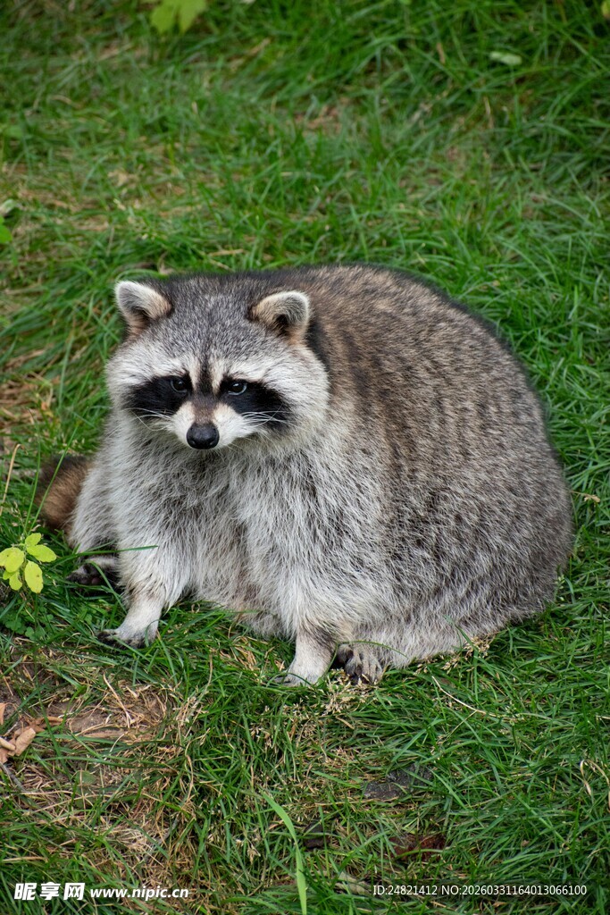 草地上的胖浣熊