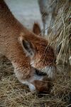 小羊驼在干草中进食
