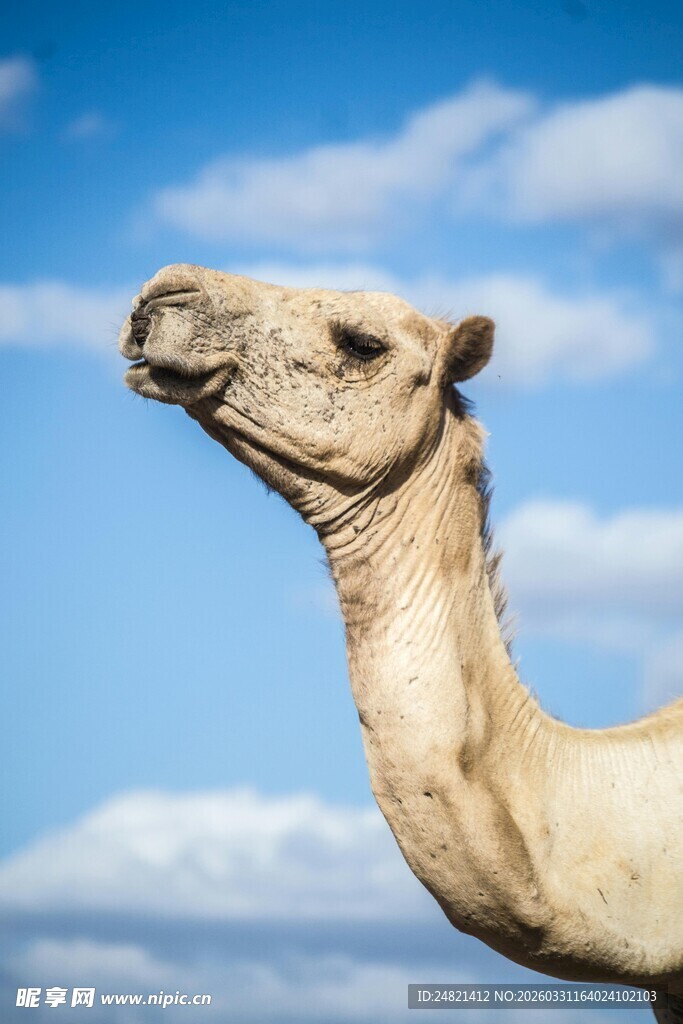 骆驼昂首蓝天