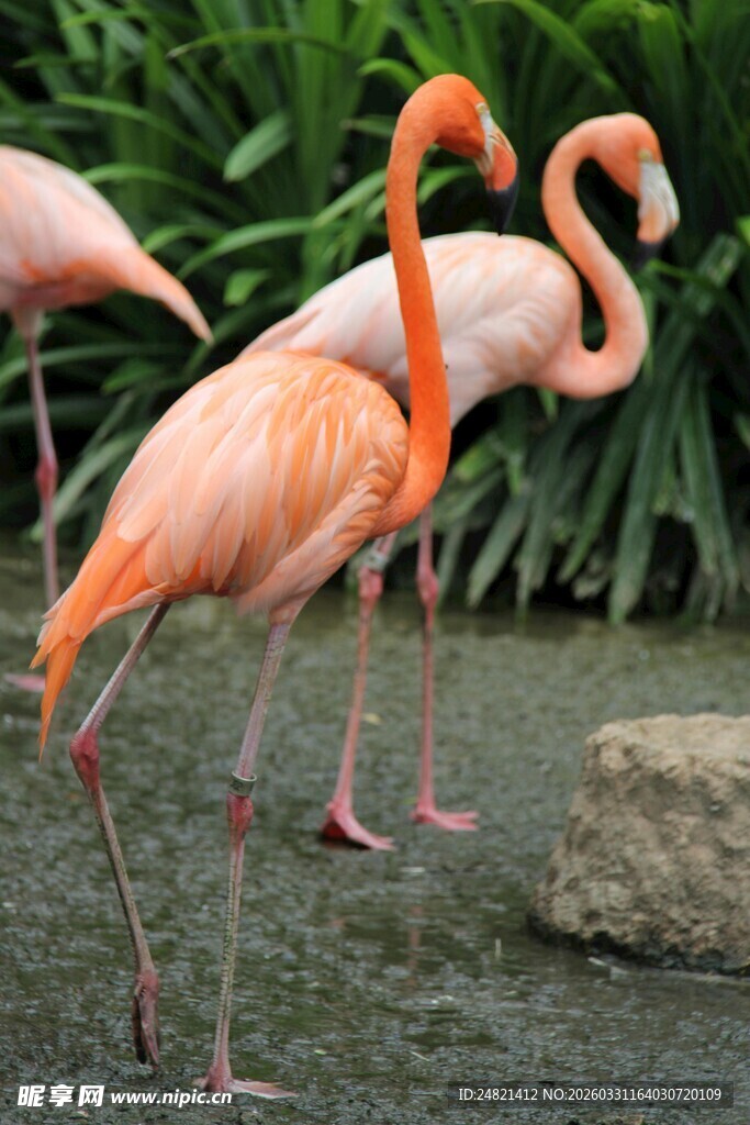 优雅火烈鸟于绿植旁漫步