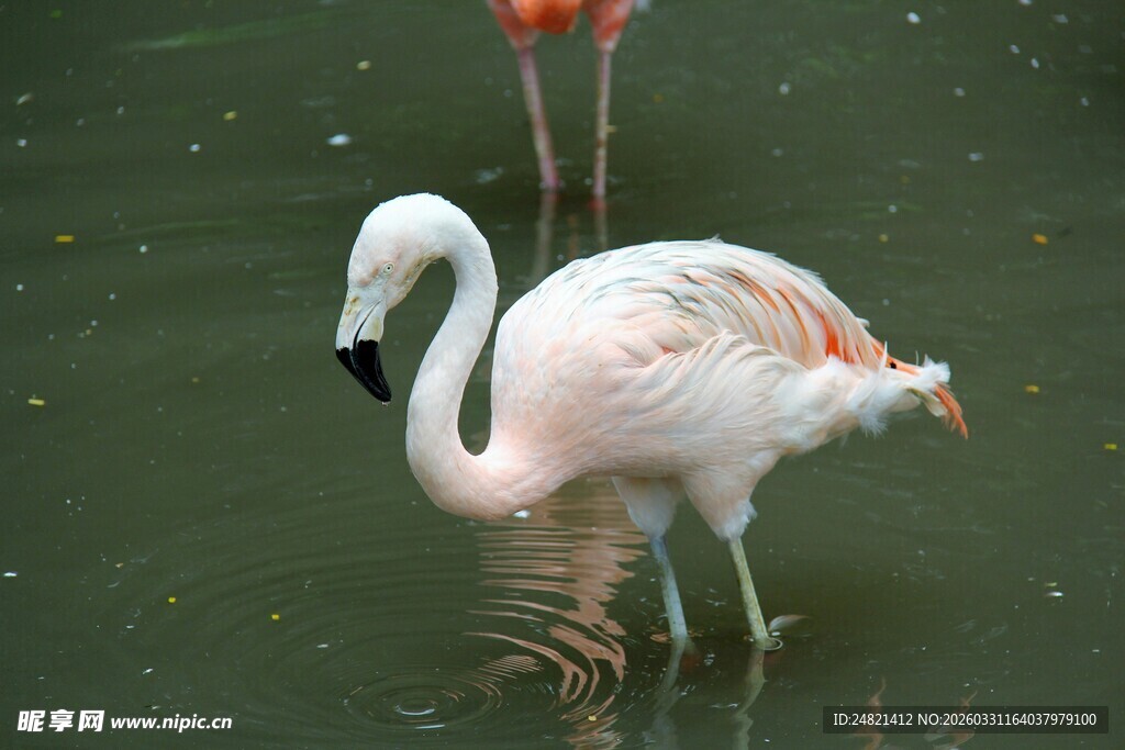 水中优雅的火烈鸟