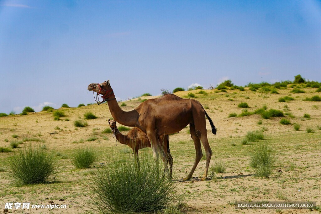 沙漠中的骆驼母子