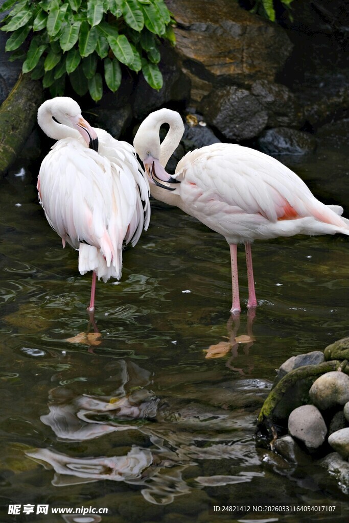 水中优雅的白火烈鸟