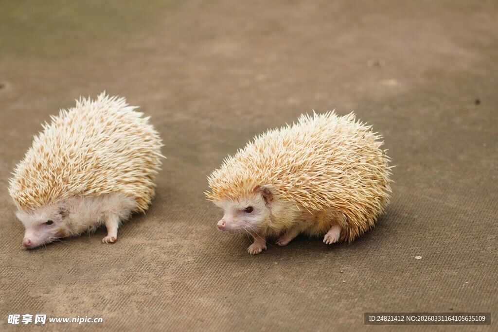 两只可爱小刺猬