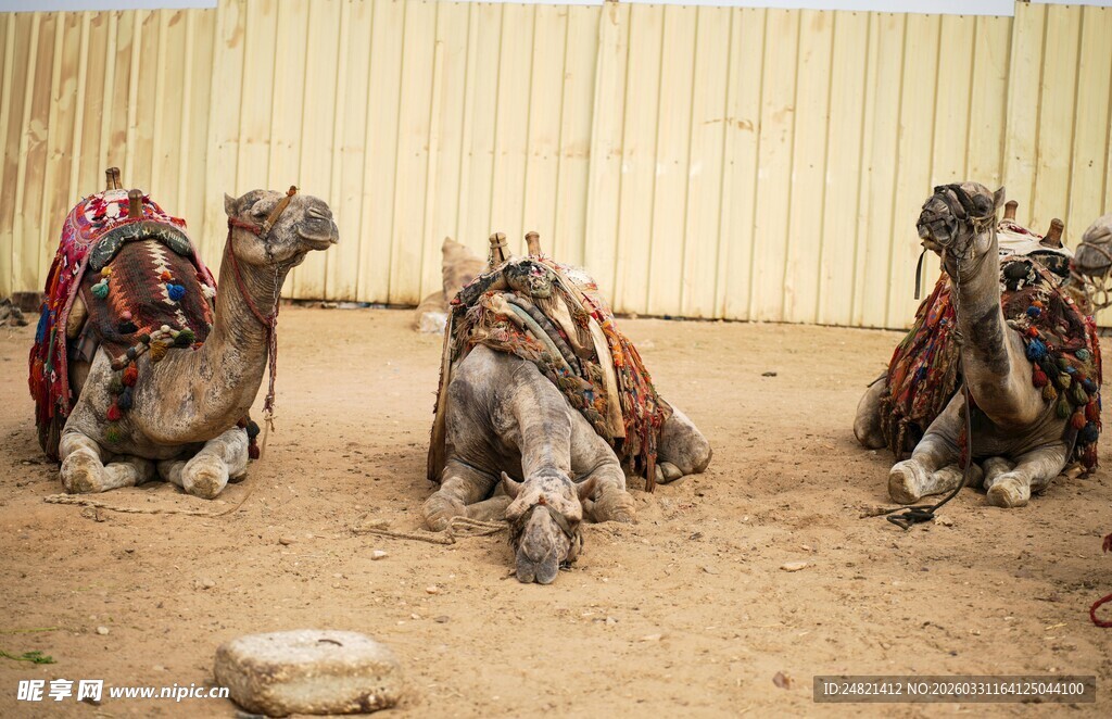 骆驼休憩场景