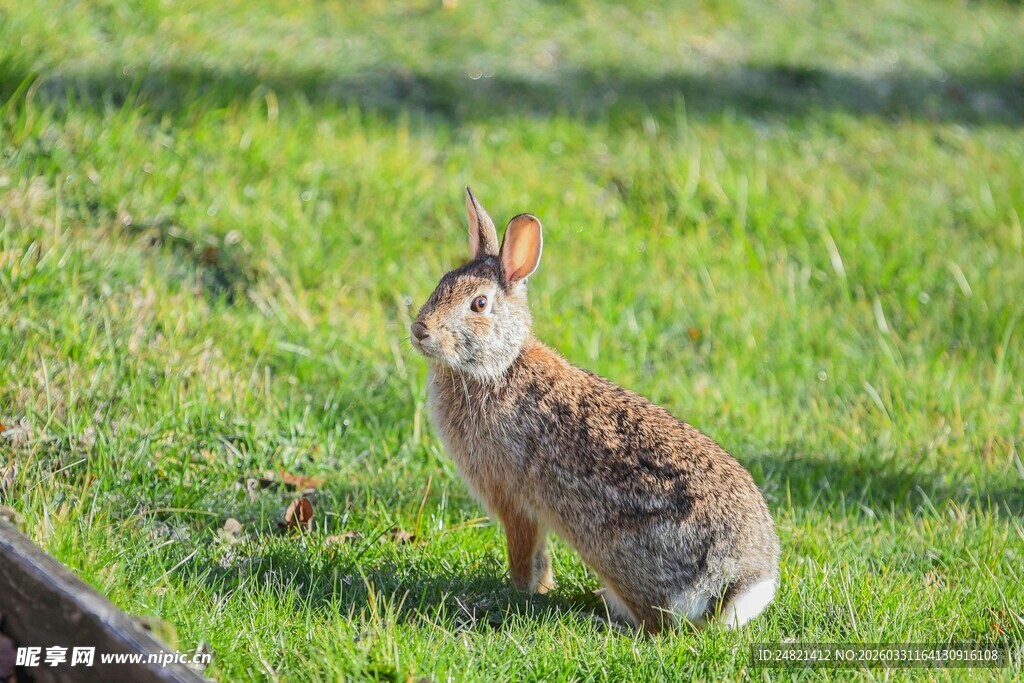 草地上的可爱野兔