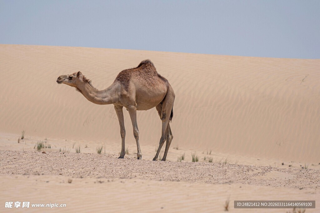 沙漠中的单峰骆驼