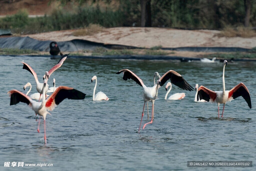 水中火烈鸟展翅姿态优美