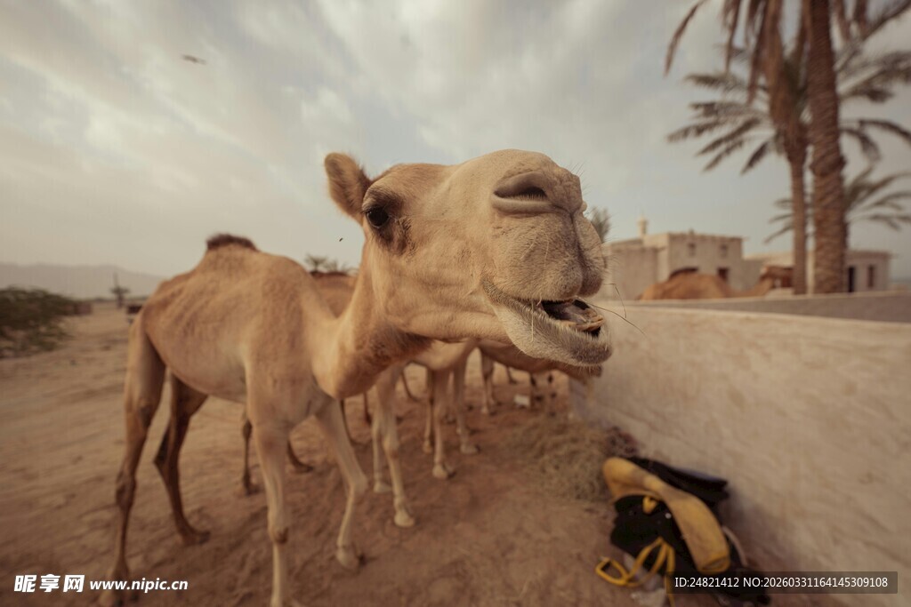 沙漠中排队的骆驼群