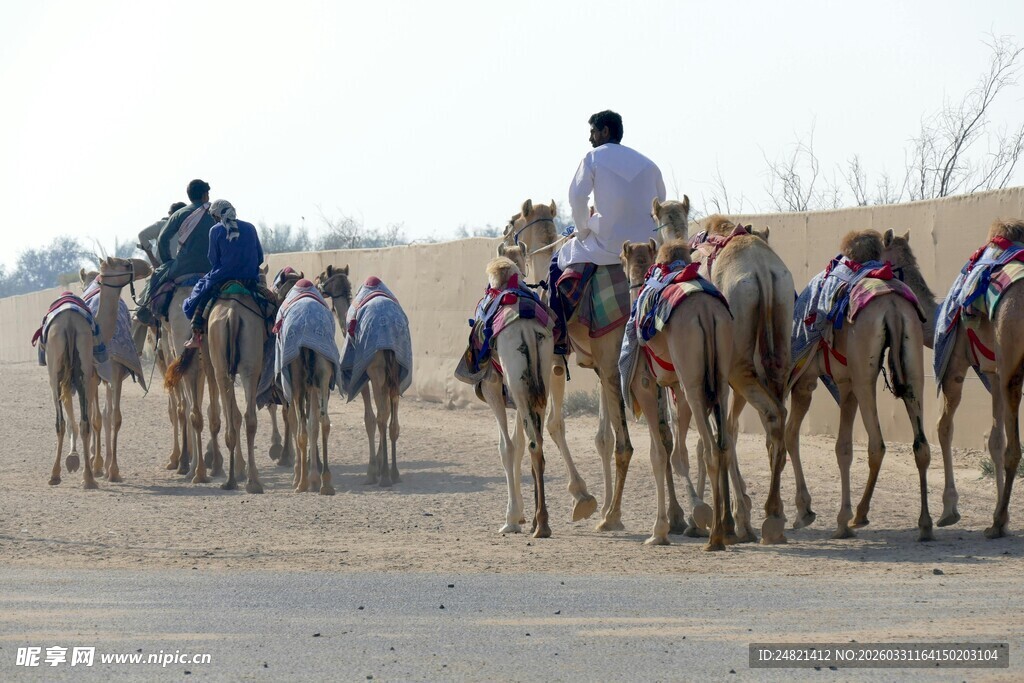 沙漠中行进的骆驼队伍