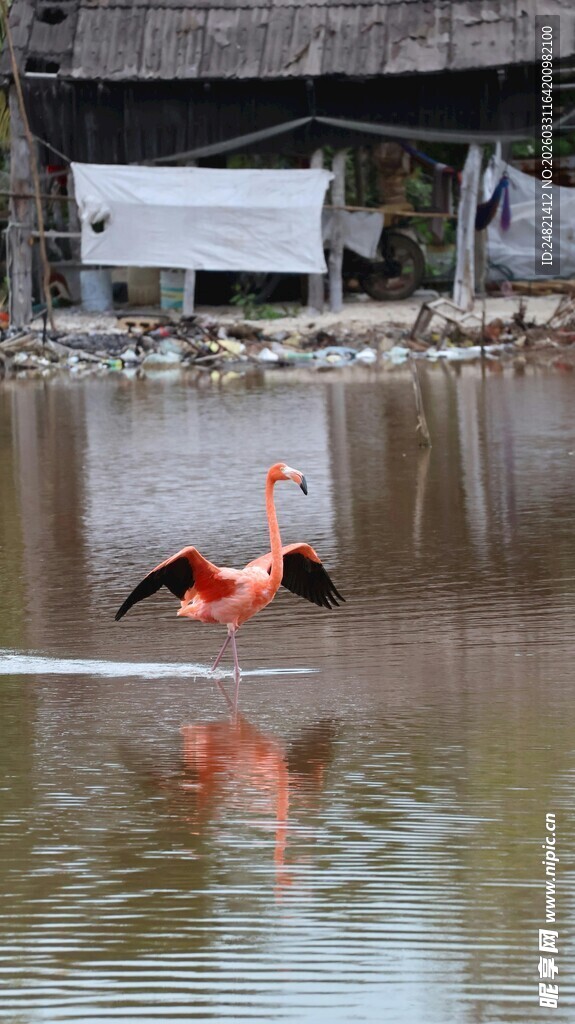 水中漫步的粉色火烈鸟