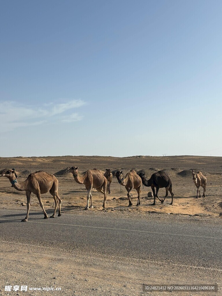 公路上的骆驼群