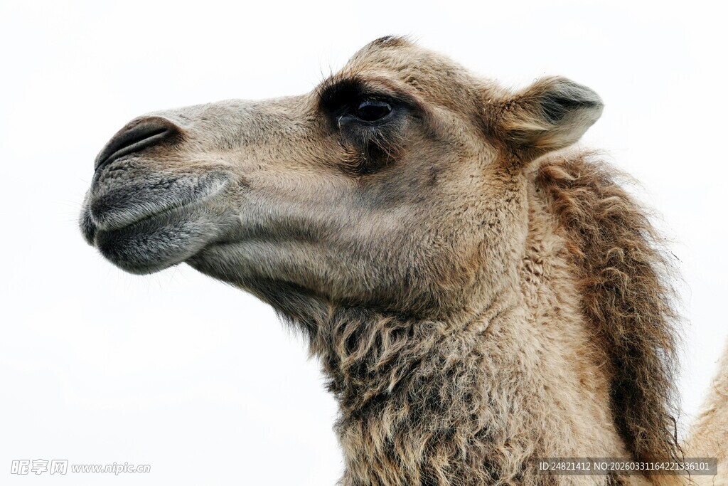 骆驼特写
