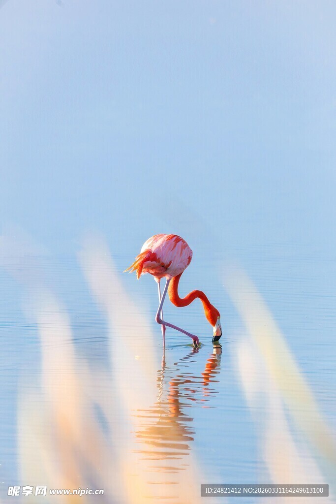 水中优雅的火烈鸟
