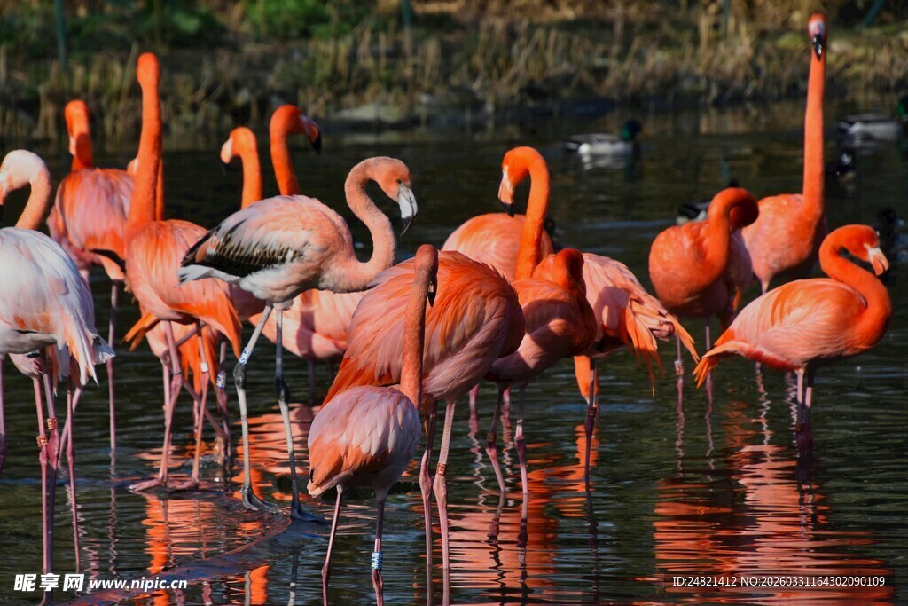 火烈鸟群于水中优雅栖息