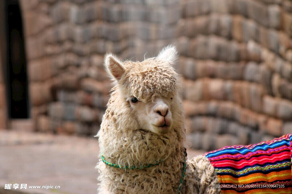 彩色披风装扮的可爱羊驼