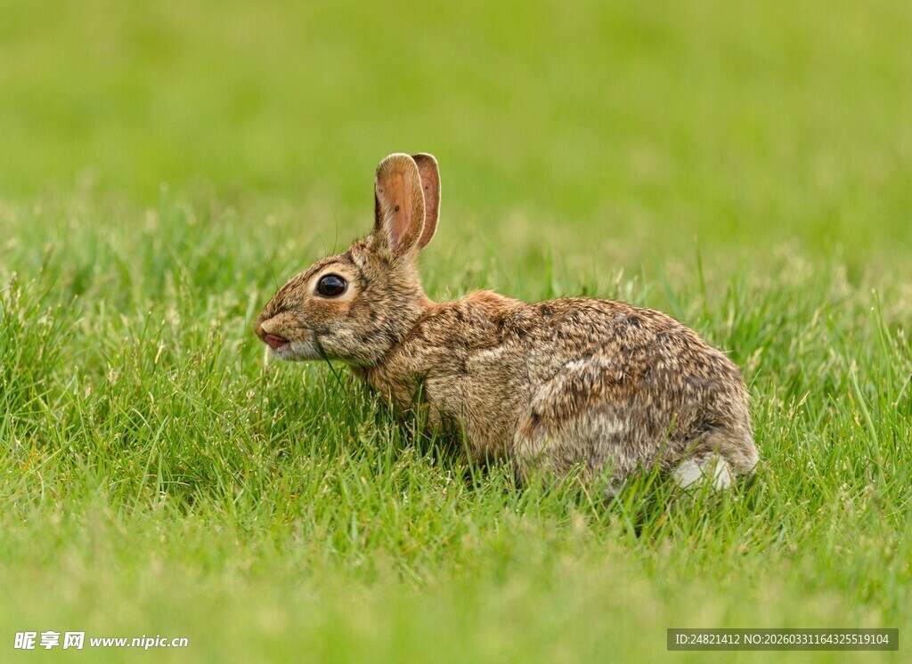 草地上的野兔