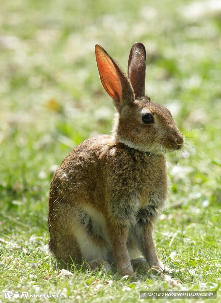 草地上的可爱野兔